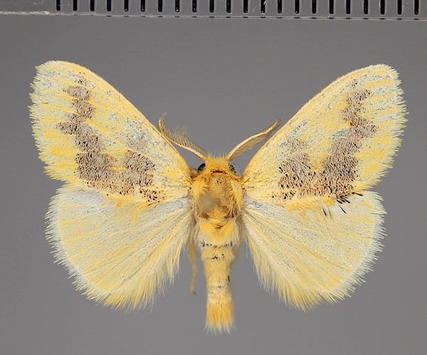 /filer/webapps/moths/media/images/A/aethiopica_Euproctis_AM_Fiebig.jpg