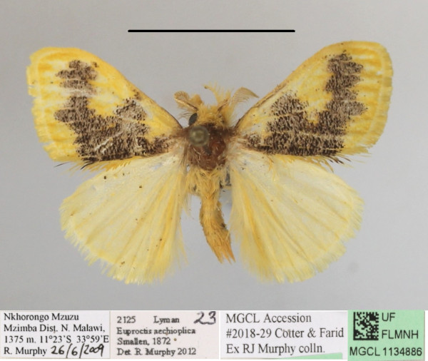 /filer/webapps/moths/media/images/A/aethiopica_Euproctis_AM_MGCL_02.jpg