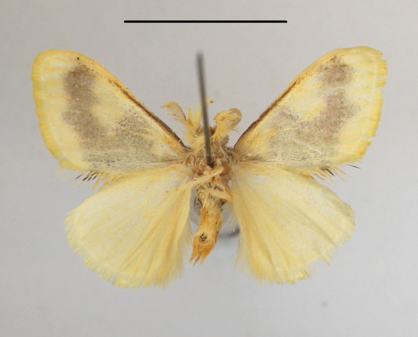 /filer/webapps/moths/media/images/A/aethiopica_Euproctis_AM_MGCLb_02.jpg