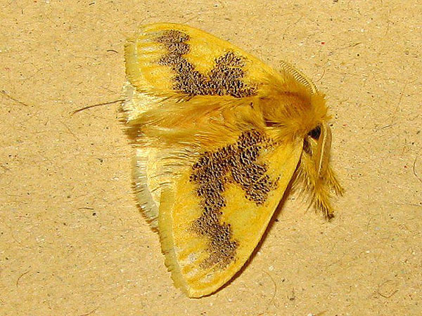 /filer/webapps/moths/media/images/A/aethiopica_Euproctis_A_Goff_02.jpg