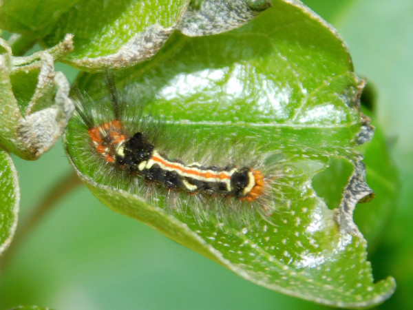 /filer/webapps/moths/media/images/A/aethiopica_Euproctis_C_Grobler.jpg