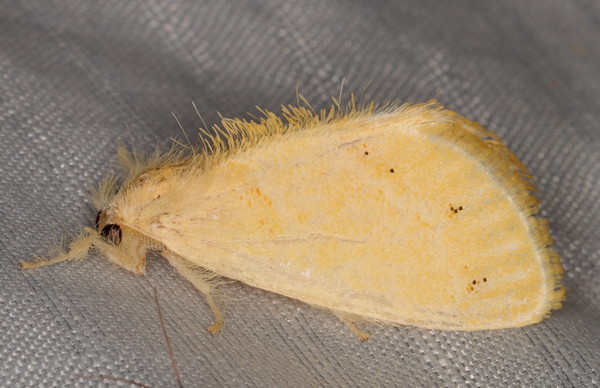 /filer/webapps/moths/media/images/A/aethiopica_Euproctis_F_Heyns_01.jpg.jpg