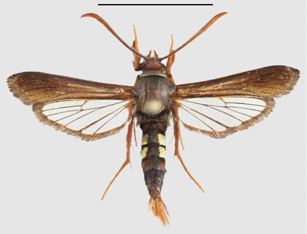 /filer/webapps/moths/media/images/A/aethiopica_Fortikona_HT_SMNSa.jpg