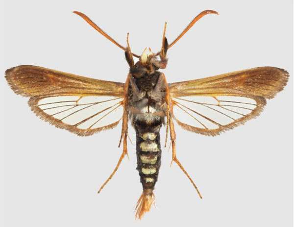 /filer/webapps/moths/media/images/A/aethiopica_Fortikona_HT_SMNSb.jpg