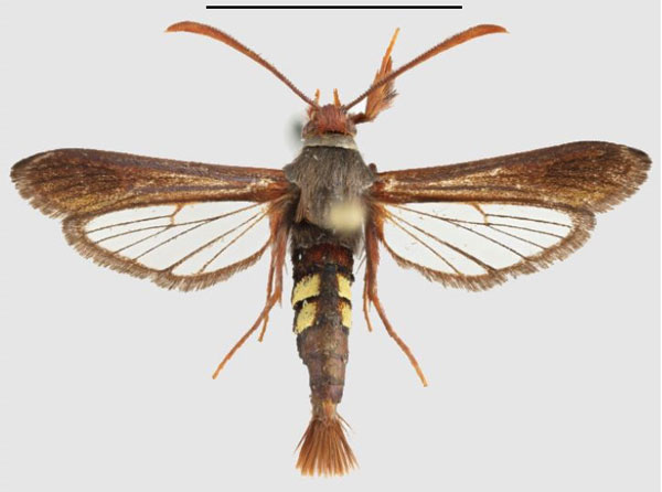 /filer/webapps/moths/media/images/A/aethiopica_Fortikona_PTM_SMNSa.jpg