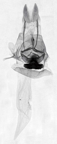 /filer/webapps/moths/media/images/A/aethiopica_Sesamia_GFHT_MNHN_920.jpg