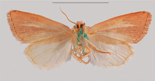 /filer/webapps/moths/media/images/A/aethiopica_Sesamia_HT_MNHNb.jpg