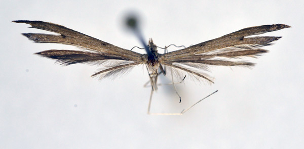 /filer/webapps/moths/media/images/A/aethiopica_Stenoptilia_A_NHMO_01.jpg