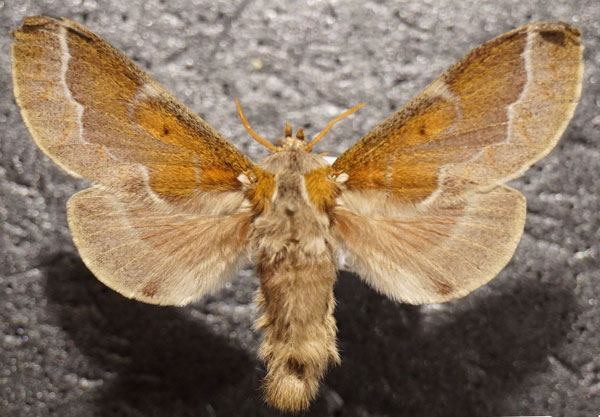 /filer/webapps/moths/media/images/A/aethiopica_Streblote_AF_Stroehle.jpg