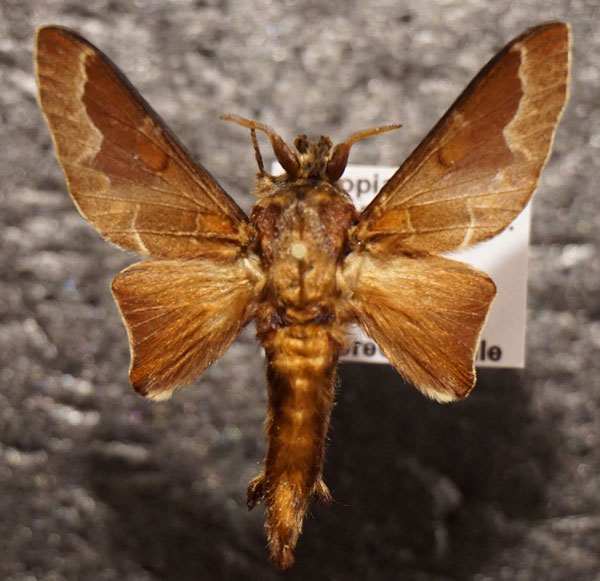 /filer/webapps/moths/media/images/A/aethiopica_Streblote_AM_Stroehle.jpg