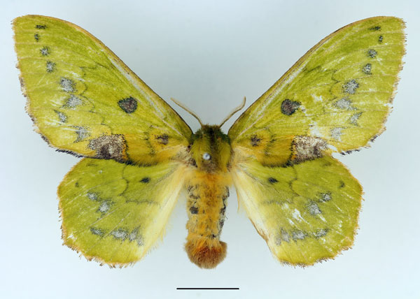 /filer/webapps/moths/media/images/A/aethiopica_Trabala_AF_Basquin_02.jpg