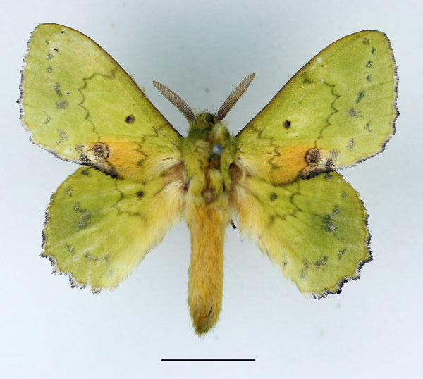 /filer/webapps/moths/media/images/A/aethiopica_Trabala_AM_Basquin_01.jpg