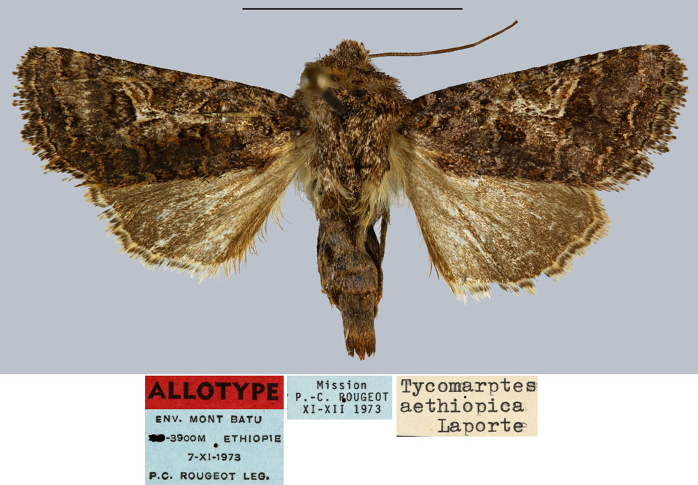 /filer/webapps/moths/media/images/A/aethiopica_Tycomarptes_AT_MNHN.jpg
