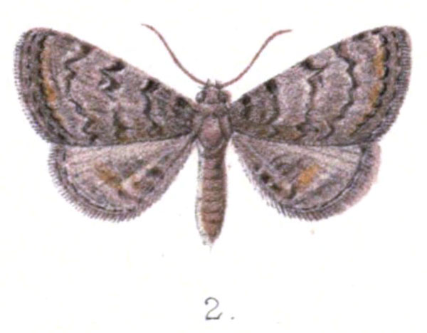 /filer/webapps/moths/media/images/A/aethiops_Epizeuxis_HT_Distant_2.jpg
