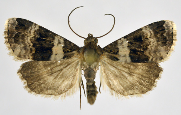 /filer/webapps/moths/media/images/A/aethiops_Eulocastra_AM_NHMO.jpg