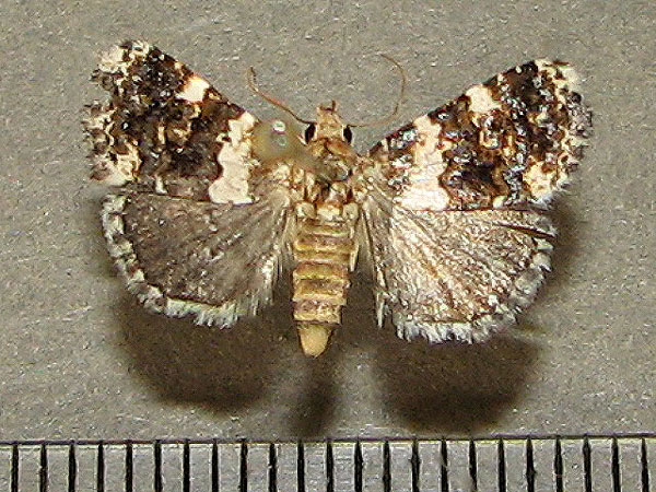 /filer/webapps/moths/media/images/A/aethiops_Eulocastra_A_Goff_01.jpg