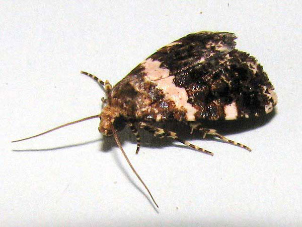 /filer/webapps/moths/media/images/A/aethiops_Eulocastra_A_Goff_02.jpg