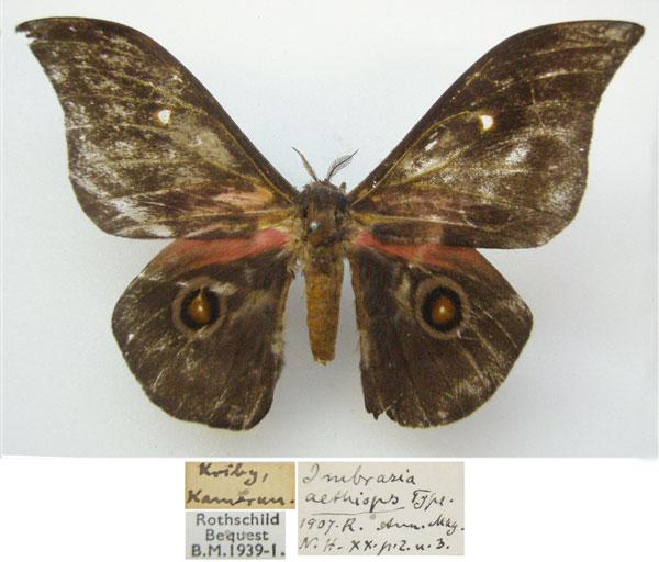 /filer/webapps/moths/media/images/A/aethiops_Imbrasia_HT_NHMUKa.jpg