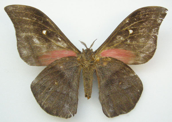 /filer/webapps/moths/media/images/A/aethiops_Imbrasia_HT_NHMUKb.jpg