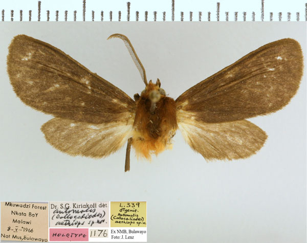 /filer/webapps/moths/media/images/A/aethiops_Metarctia_HT_NMB.jpg