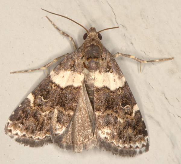 /filer/webapps/moths/media/images/A/aethiops_Pseudozarba_A_Heyns_01.jpg
