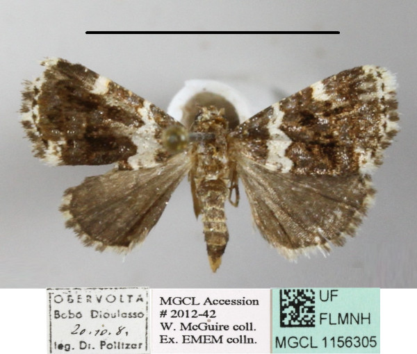 /filer/webapps/moths/media/images/A/aethiops_Pseudozarba_A_MGCLa_01.JPG