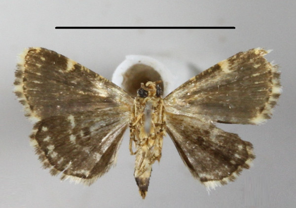 /filer/webapps/moths/media/images/A/aethiops_Pseudozarba_A_MGCLb_01.JPG