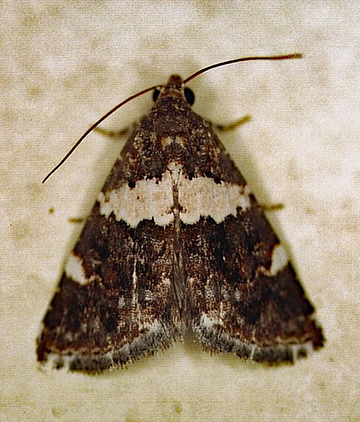 /filer/webapps/moths/media/images/A/aethiops_Pseudozarba_A_Roland_01.jpg