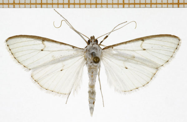 /filer/webapps/moths/media/images/A/aethrophanes_Palpita_A_DePrins.jpg