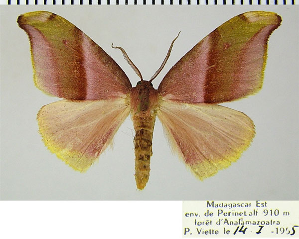 /filer/webapps/moths/media/images/A/aetionaria_Hylemera_AF_ZSMa.jpg