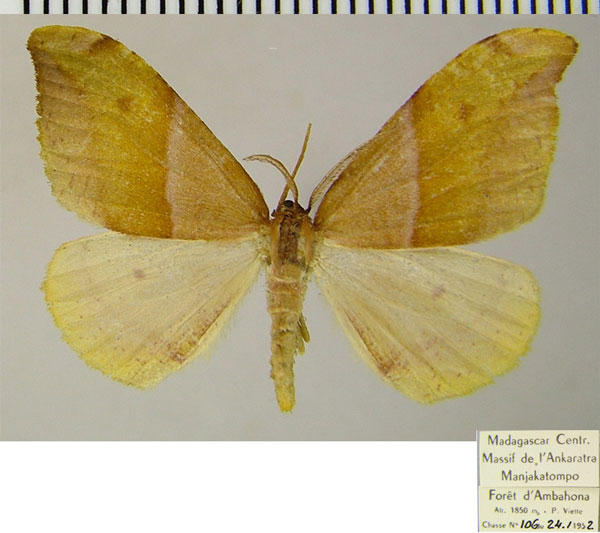 /filer/webapps/moths/media/images/A/aetionaria_Hylemera_AM_ZSM.jpg