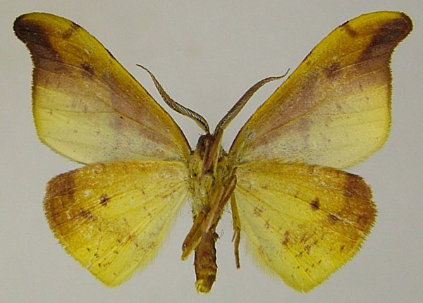 /filer/webapps/moths/media/images/A/aetionaria_Hylemera_AM_ZSMb.jpg