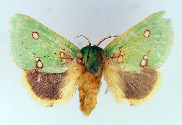 /filer/webapps/moths/media/images/A/aetitis_Taeda_AF_TMSA.jpg