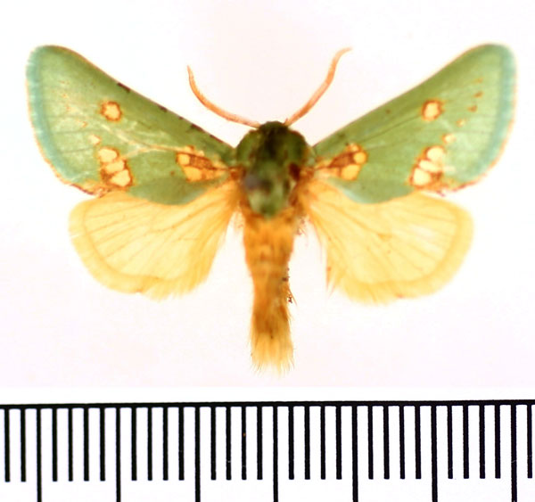 /filer/webapps/moths/media/images/A/aetitis_Taeda_AM_BMNH.jpg
