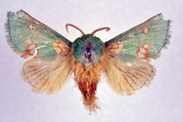 /filer/webapps/moths/media/images/A/aetitis_Taeda_AM_NHMO.jpg