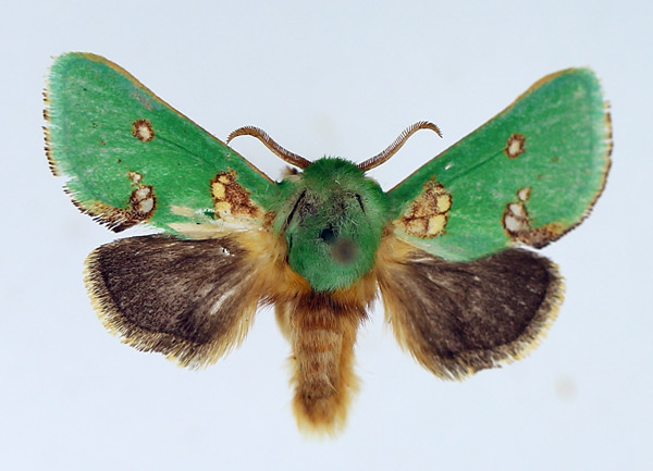 /filer/webapps/moths/media/images/A/aetitis_Taeda_AM_TMSA_02.jpg