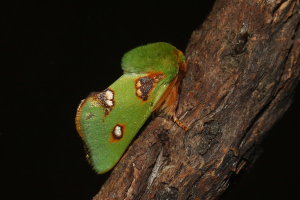 /filer/webapps/moths/media/images/A/aetitis_Taeda_AM_knyazev.JPG