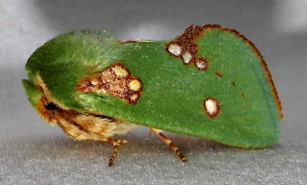 /filer/webapps/moths/media/images/A/aetitis_Taeda_A_Braun_09.jpg