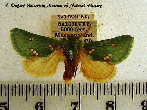/filer/webapps/moths/media/images/A/aetitis_Taeda_A_HDOU.jpg