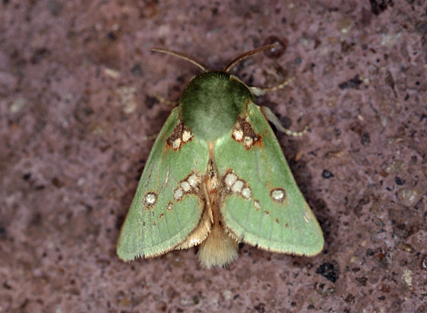 /filer/webapps/moths/media/images/A/aetitis_Taeda_A_Roland_04.jpg
