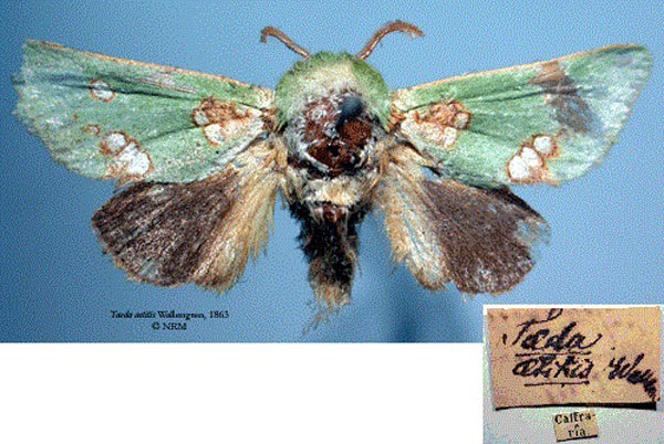 /filer/webapps/moths/media/images/A/aetitis_Taeda_HT_SNHM.jpg