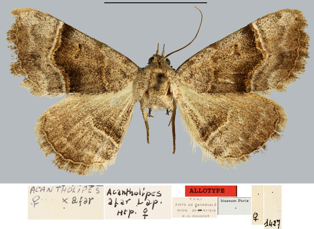 /filer/webapps/moths/media/images/A/afar_Acantholipes_AT_MNHN.jpg