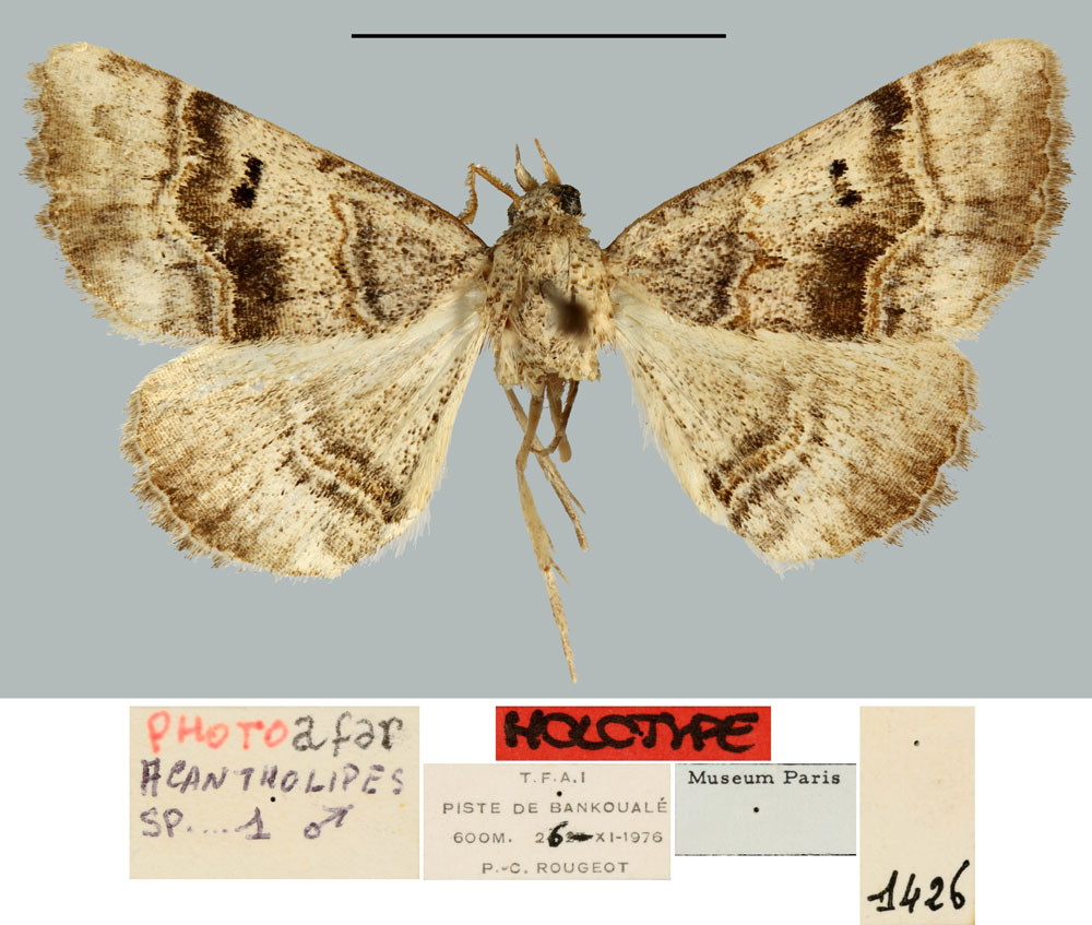 /filer/webapps/moths/media/images/A/afar_Acantholipes_HT_MNHN.jpg