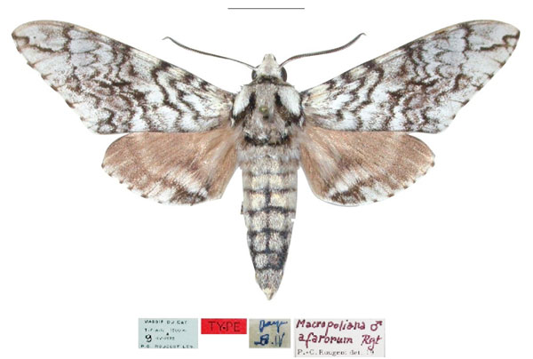 /filer/webapps/moths/media/images/A/afarorum_Macropoliana_HT_MNHNa.jpg