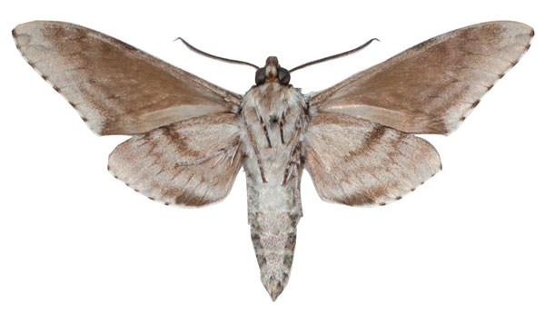 /filer/webapps/moths/media/images/A/afarorum_Macropoliana_HT_MNHNb.jpg