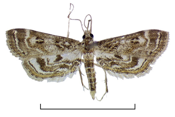 /filer/webapps/moths/media/images/A/affinialis_Parapoynx_AF_HDOU.jpg