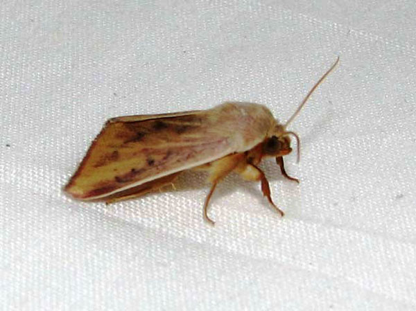 /filer/webapps/moths/media/images/A/affinis_Adisura_A_Goff.jpg