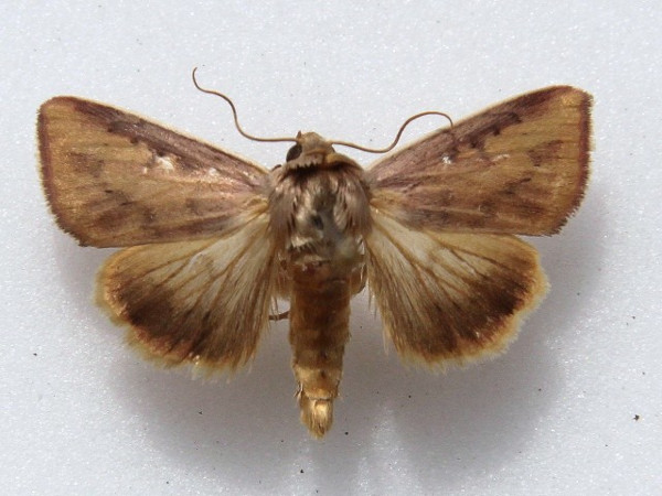 /filer/webapps/moths/media/images/A/affinis_Adisura_A_Goff_01.JPG