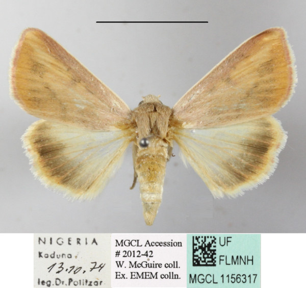 /filer/webapps/moths/media/images/A/affinis_Adisura_A_MGCLa_01.JPG