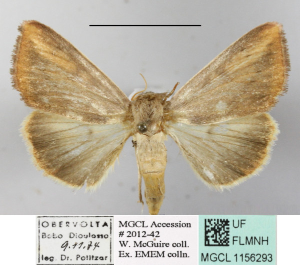 /filer/webapps/moths/media/images/A/affinis_Adisura_A_MGCLa_02.JPG